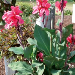 CANNA Indica Cannova Rose Feuillage vert