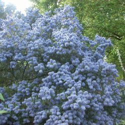 CEANOTHUS Concha
