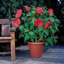 Hibiscus Moscheutos Luna Red
