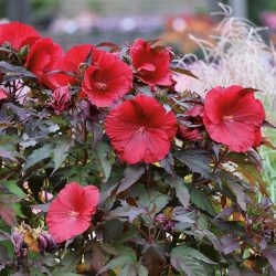 HIBISCUS Moscheutos Carroussel Red Wine