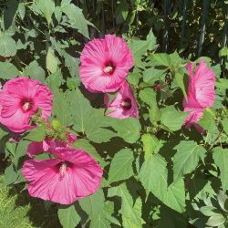 HIBISCUS Moscheutos Summerific Candy Crush