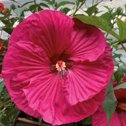 HIBISCUS Moscheutos Summertific Summer in paradise