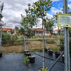 PHOTINIA FRASERI RED ROBIN TIGE