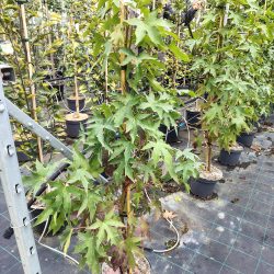LIQUIDAMBAR Styraciflua worplesdon