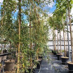 SALIX SEPULCRALIS CHRYSOCOMA
