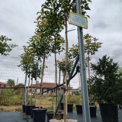 Arbres issus de notre culture
