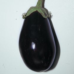 AUBERGINE Bonica GREFFEE