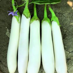 AUBERGINE Blanche Bianchina GREFFEE