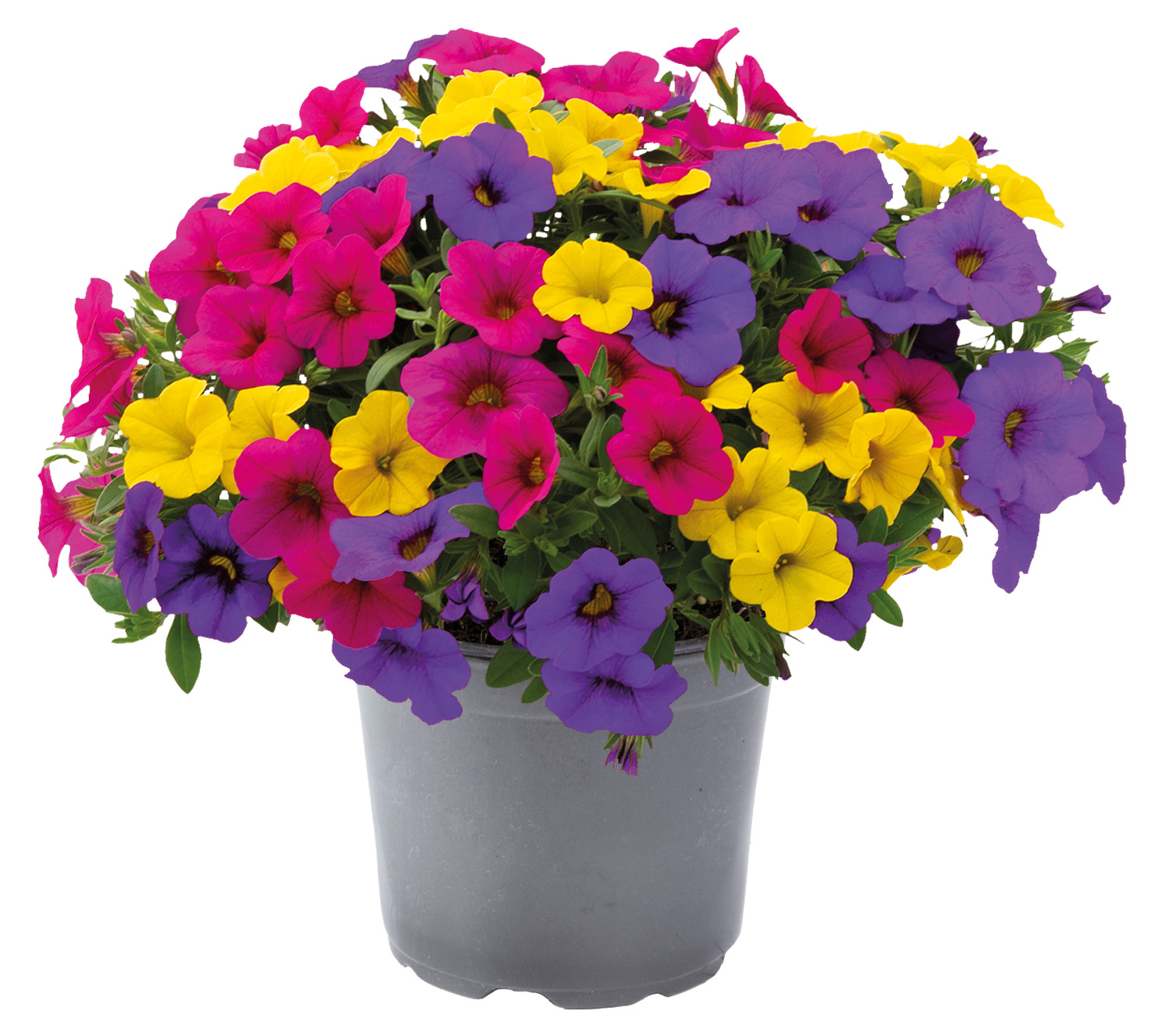 CALIBRACHOA Million Bells