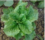 SALADE Chicon d'AUCH Barquette de 6