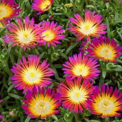 DELOSPERMA Wow Hot Pink