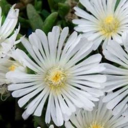 DELOSPERMA Wow White