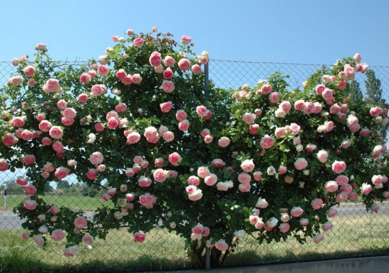 ROSIER Grimpant Pierre de ronsard® Horticulture Dumont