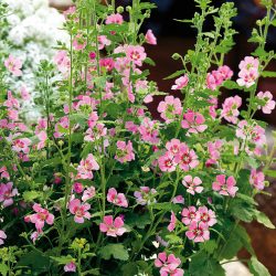ANISODONTEA Lady In Pink