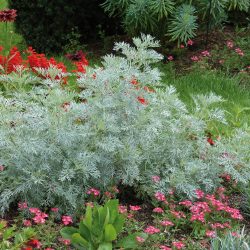 ARTEMISIA Powis Castle