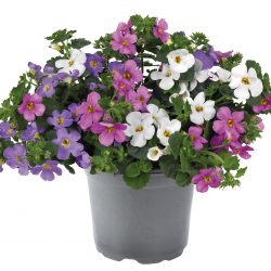 BACOPA Scopia Gulliver