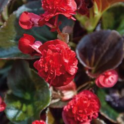 BEGONIA DOUBLET Rouge