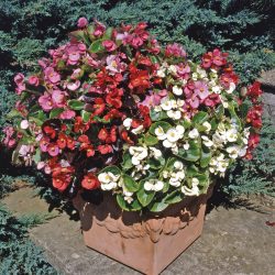 BEGONIA  Semperflorens