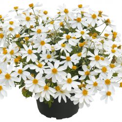 BIDENS White Delight