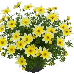 BIDENS Yellow Splash