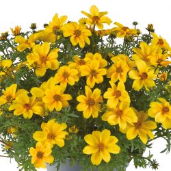 BIDENS Mega Charm