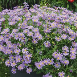 BRACHYCOME Brasco Violet