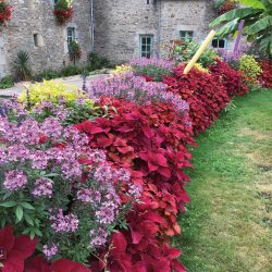 CLEOME SENORITA Rosalita