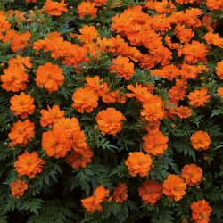 COSMOS Sulphureus Cosmic Orange