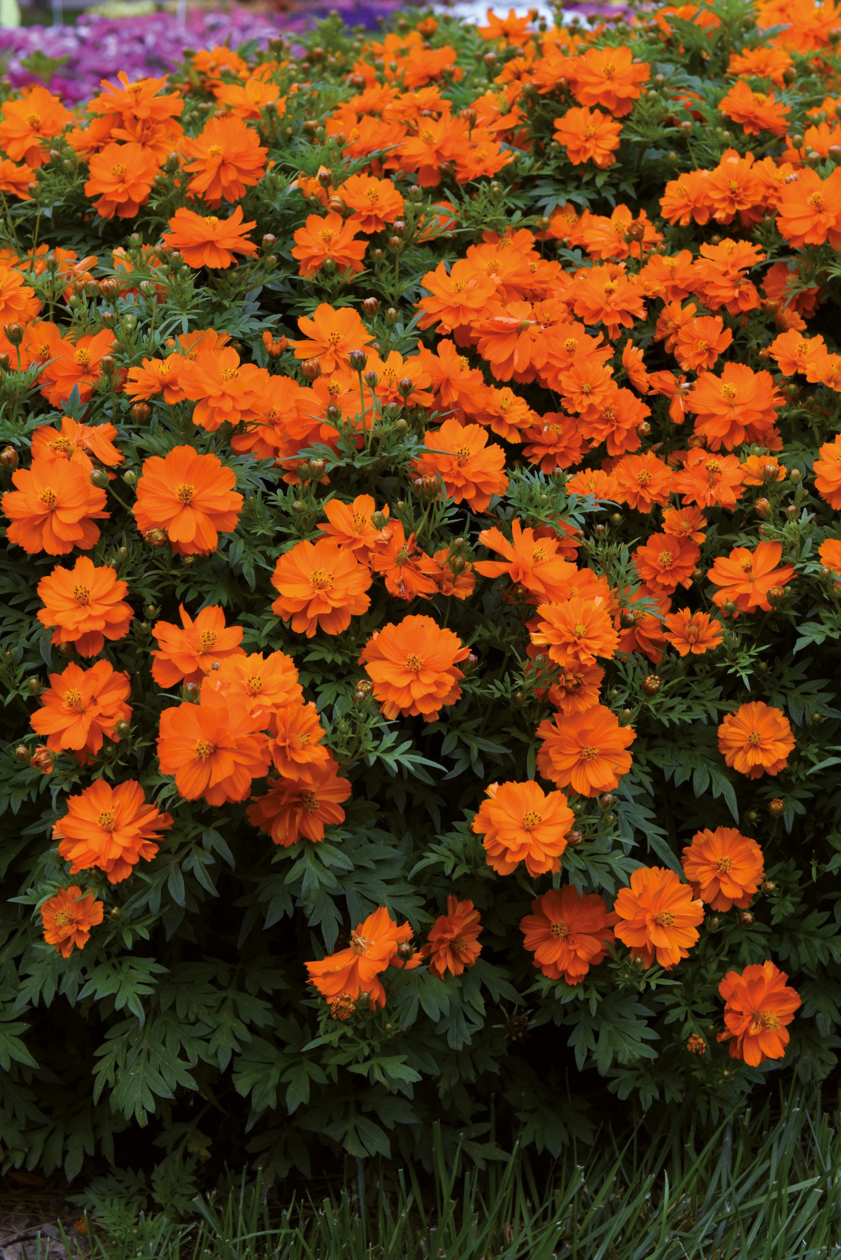 COSMOS Sulphureus Cosmic Orange