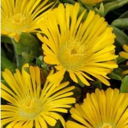 DELOSPERMA Wow Golden