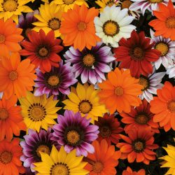 GAZANIA Mix