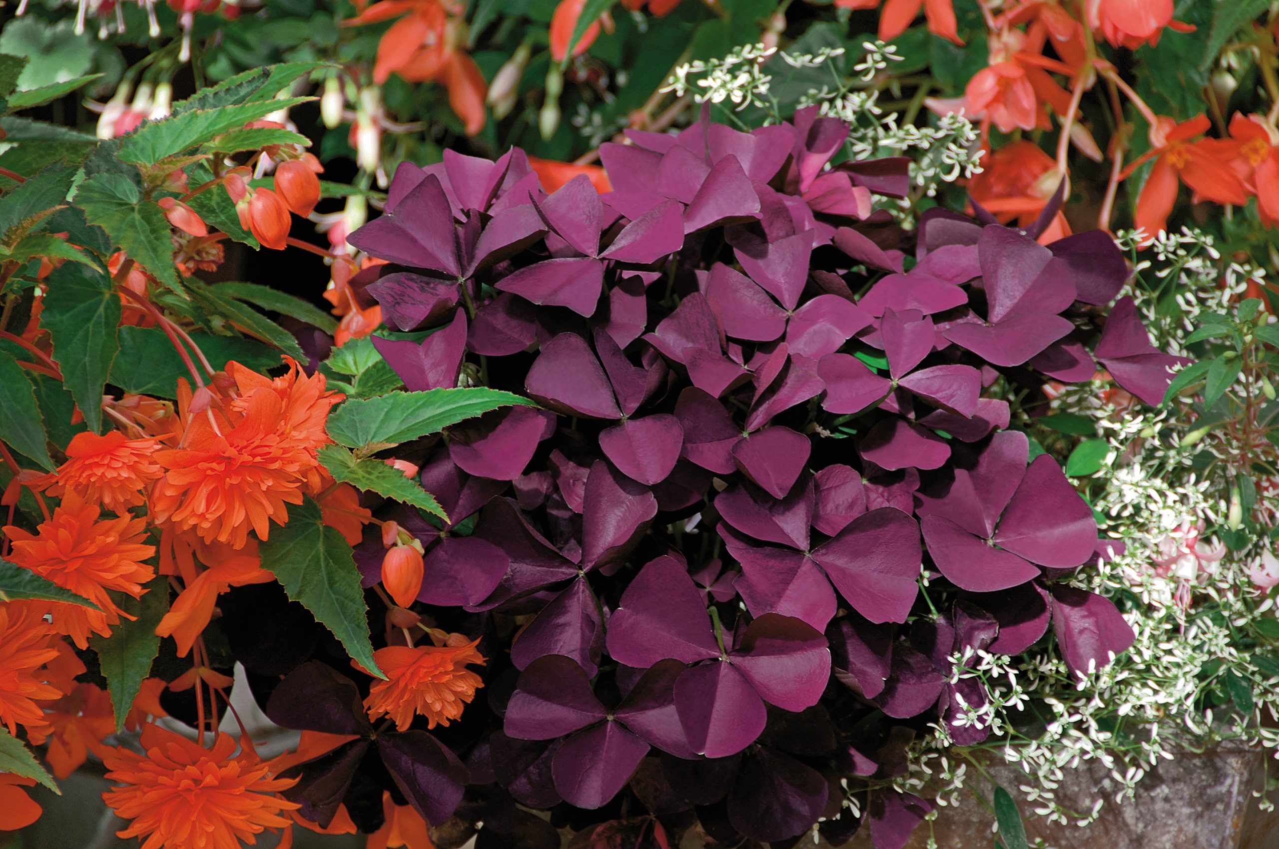 OXALIS Burgundy Wine – Image 3