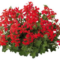 GERANIUM LIERRE