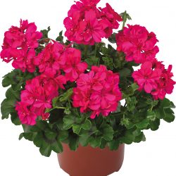 GERANIUM LIERRE Double