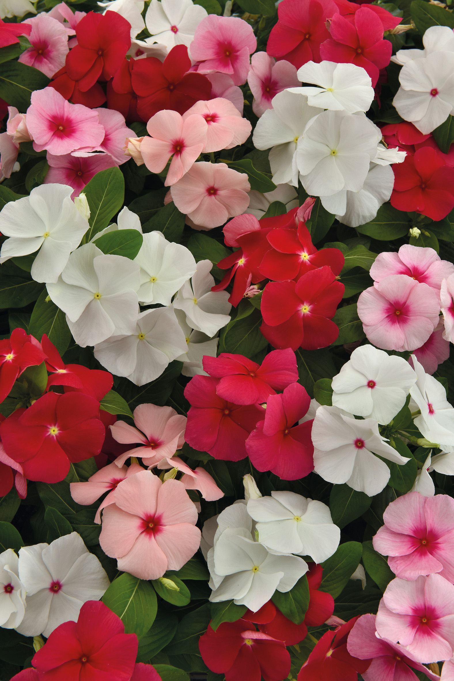 pervenche-de-madagascar-horticulture-dumont