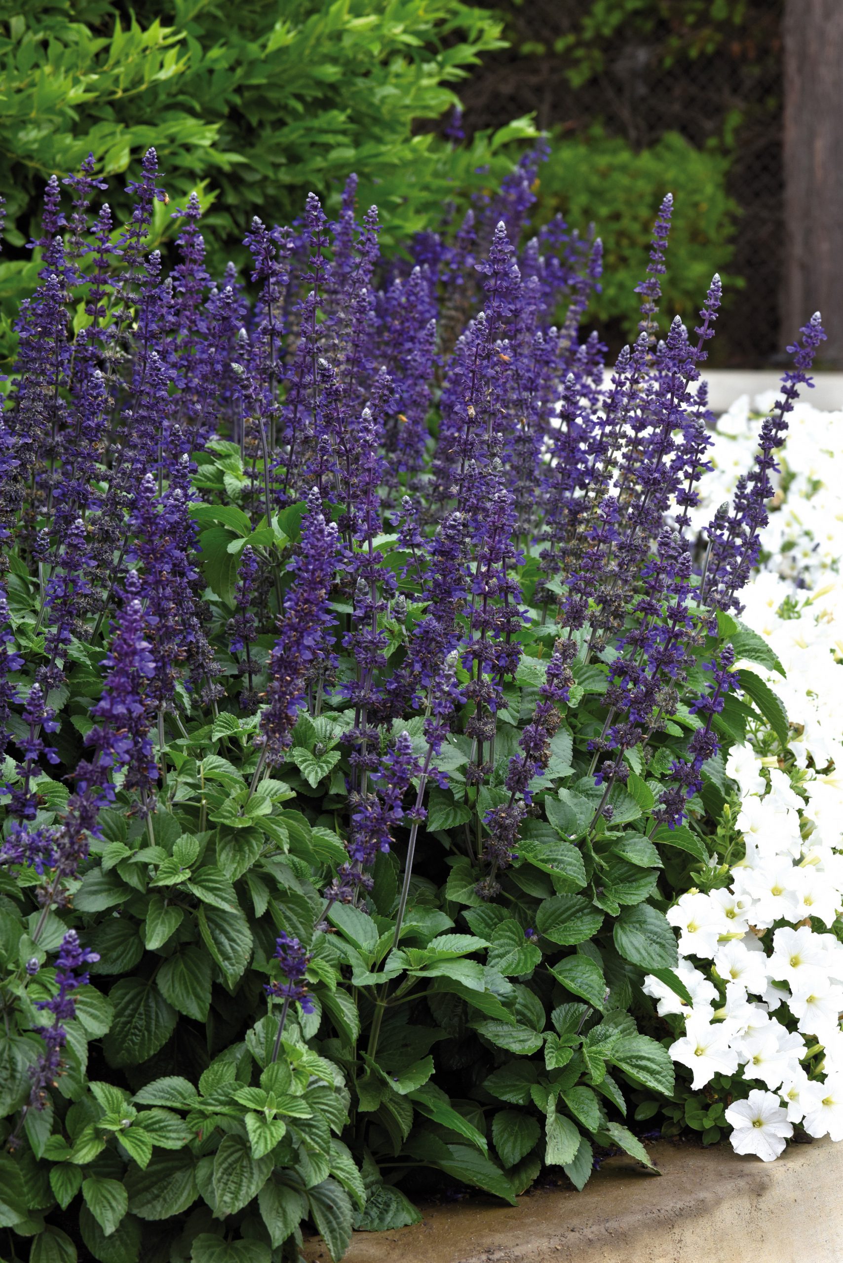 SAUGE Longispicata