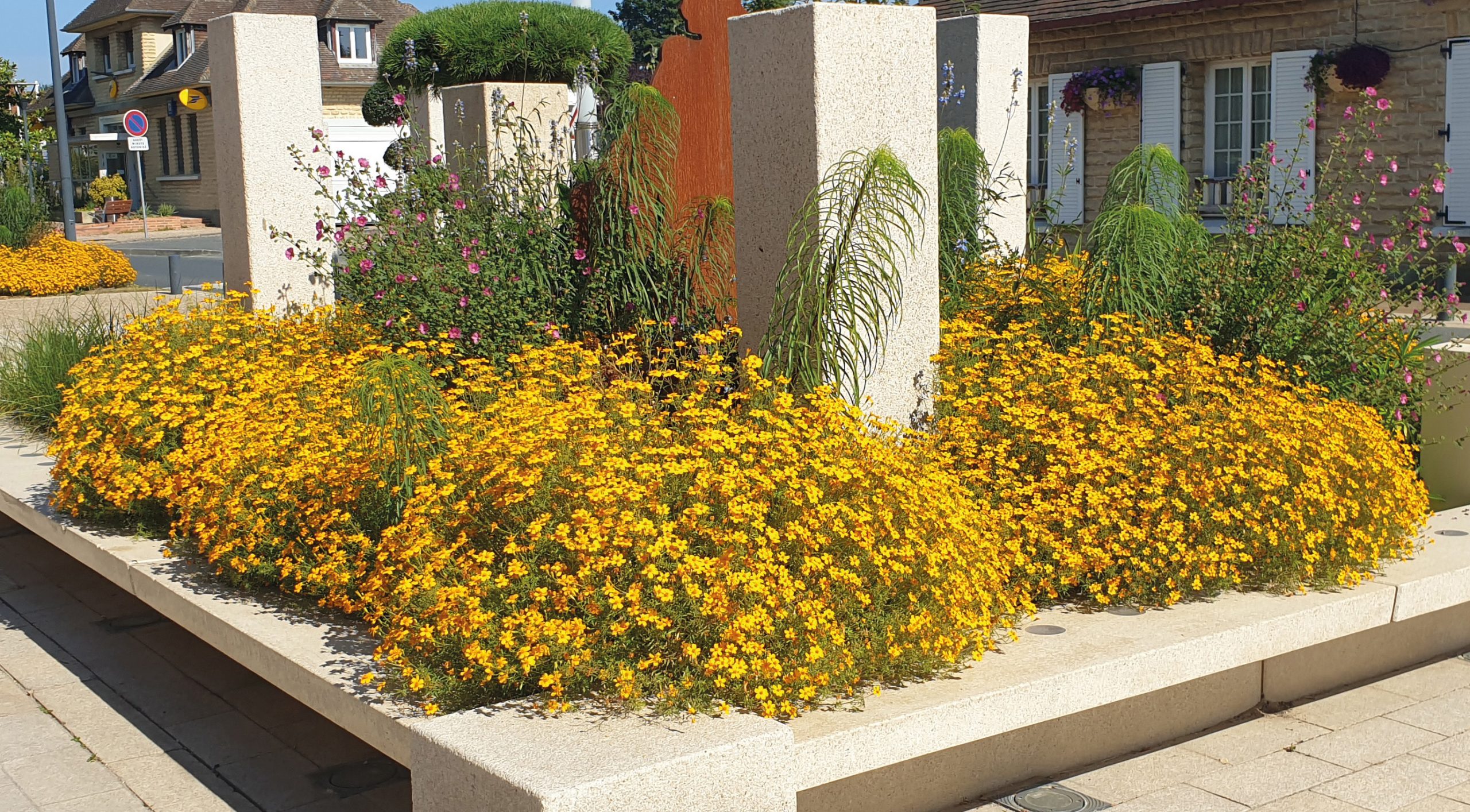 TAGETES Lemonii Tangerine Marigold