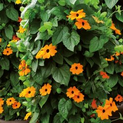 THUNBERGIA Orange Beauty