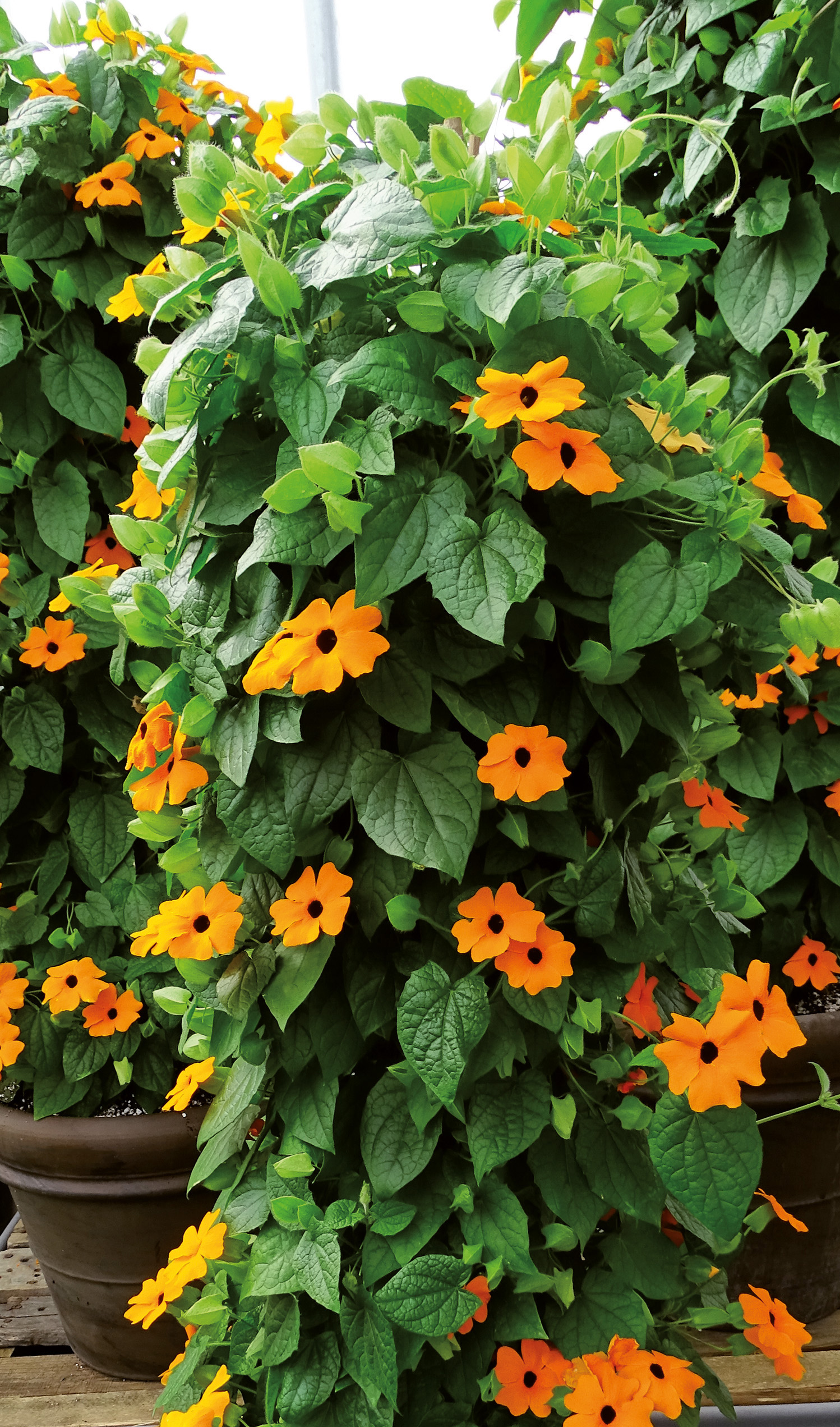 THUNBERGIA Orange Beauty