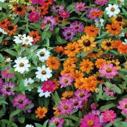 ZINNIA Profusion Mix