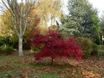 ACER Palmatum Atropurpureum – Image 3