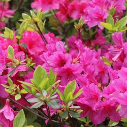 AZALEA de Jardin