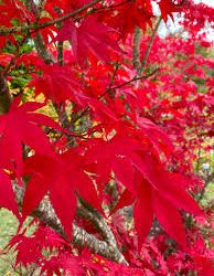 ACER Palmatum Atropurpureum