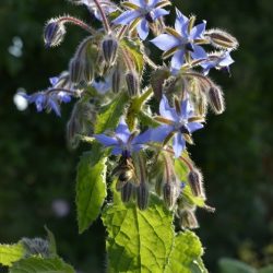 BOURRACHE Officinale