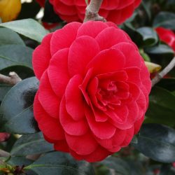 CAMELLIA Japonica
