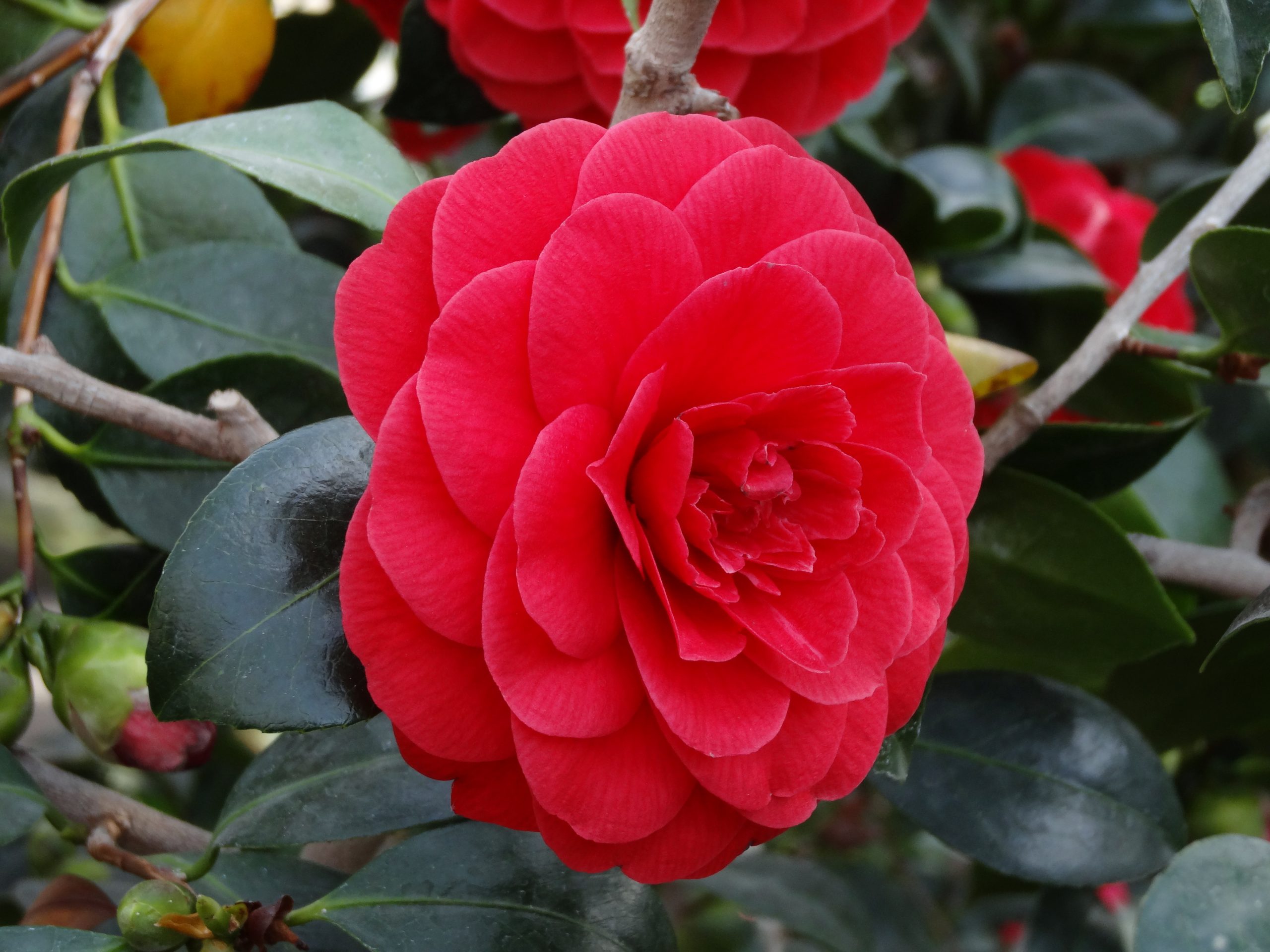 CAMELLIA Japonica