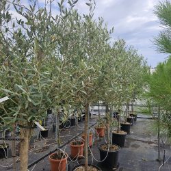 OLIVIER / OLEA Europaea