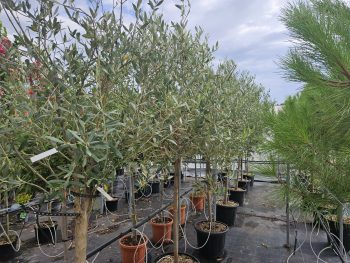 OLIVIER / OLEA Europaea