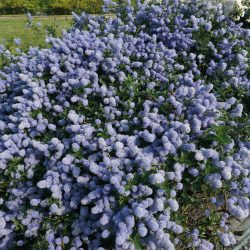CEANOTHUS Thyrsiflorus Repens