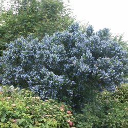 CEANOTHUS Thyrsiflorus Skylark